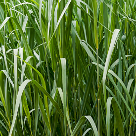 Panicum virgatum Dallas Blues