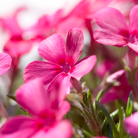 Vlambloem Phlox  Atropurpurea 