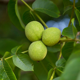 Walnotenboom Coenen