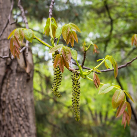 Walnotenboom Plovdivski