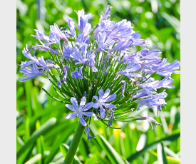 Agapanthus blauw