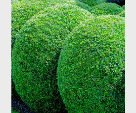 Buxus bol