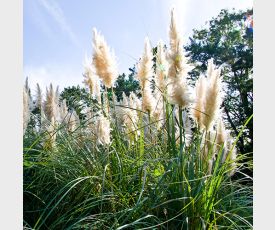 dwergpampasgras, mini cortaderia selloana