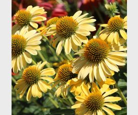 Echinacea Harvest Moon