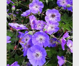 Geranium Rozanne