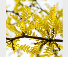 Gleditsia triacanthos Sunburst