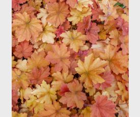 Heuchera Caramel