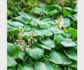 Hosta Big Daddy