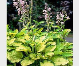 Hosta Gold Standard