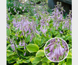 Hosta Golden Tiara