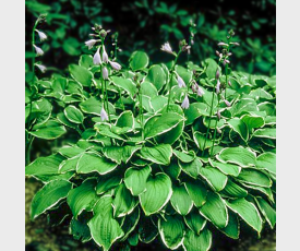 hosta undulata albomarginata