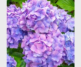 Hydrangea macrophylla Nikko Blue