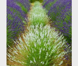 Lavendel Edelweiss