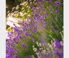 Lavendel Hidcote