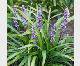 Liriope muscari Moneymaker in bloei