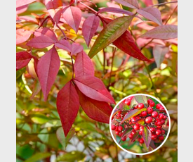 Nandina Domestica