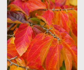 Parrotia persica