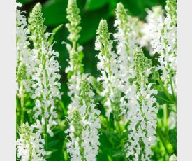 Salvia Schneehügel