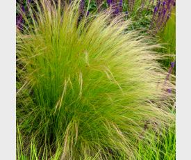 Stipa tenuissima Ponytails