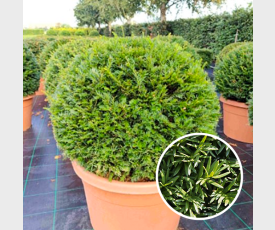 Taxus baccata Bol 