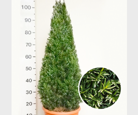 Taxus baccata Piramide