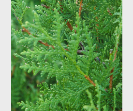 Thuja Brabant