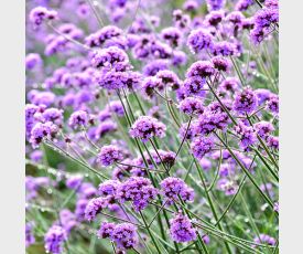 Verbena bonariensis