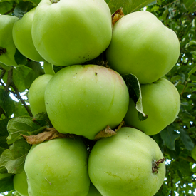 Vrucht Appelboom Ontario
