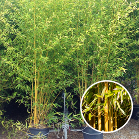 Bamboe Spectabilis