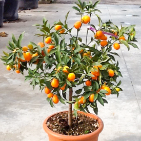 Vrucht  Citrus fortunella "Japonica" (kumkuat)