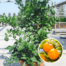 Gele Mandarijnenboom 12 liter 60-80