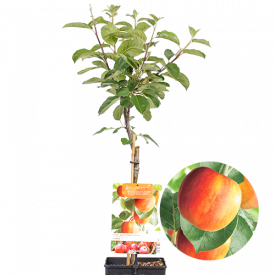 Santana appelboom patiofruit