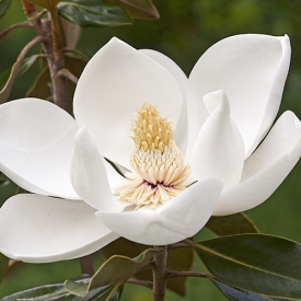 Lei Magnolia Gallisoniensis