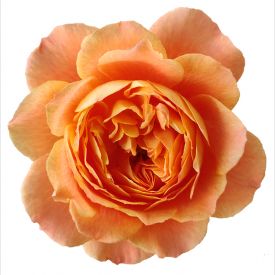 Eetbare roos Juicy bloem