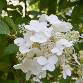 Hydrangea paniculata White Lady