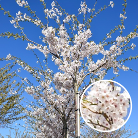 Prunus Yedoensis bloesem