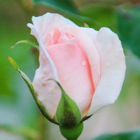 Rosa 'A Whiter Shade of Pale'
