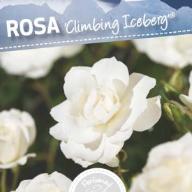 Rosa Climbing Iceberg