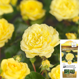 Struik-Stamroos Yellow Meilove bloem