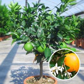 Zoete Sinaasappelboom