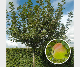 Appelboom Dubbele Bellefleur