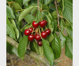 Vrucht en blad Kersenboom Merchant