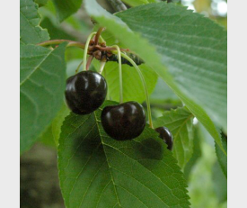 Kersenboom Varikse Zwarte