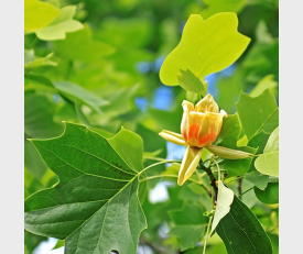 Liriodendron tulpifera Fastigiata Tulpenboom