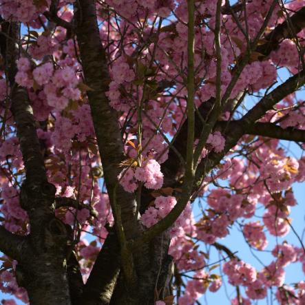 Prunus Autumnalis Rosea voortuin