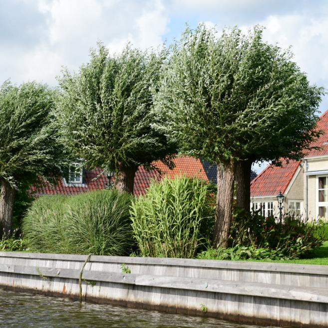 Knotwilgen aan het water