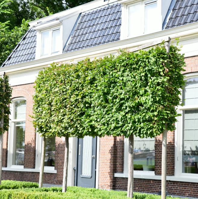 Leicarpinus bij vrijstaande woning