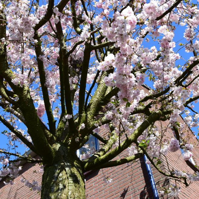 Prunus Autumnalis Rosea voortuin