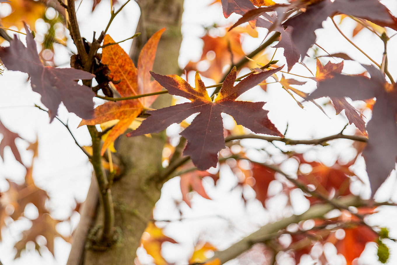 Amberboom - Boom voor kleine tuin