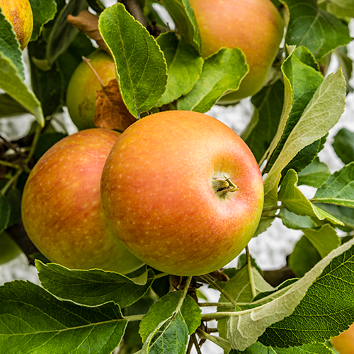 Orange Pippin Cox appelboom